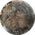 sue may Avatar